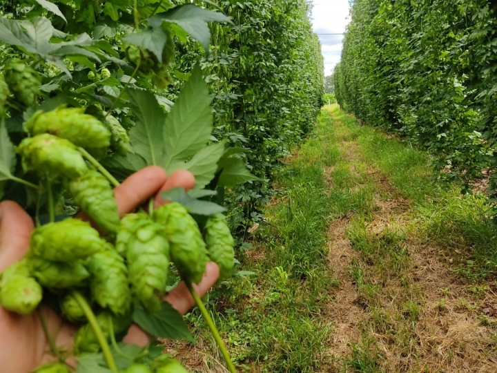 Produção de lúpulo no Brasil cresce e compete com qualidade internacional