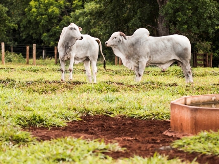 Estação de monta é assunto de capacitação EaD gratuita
