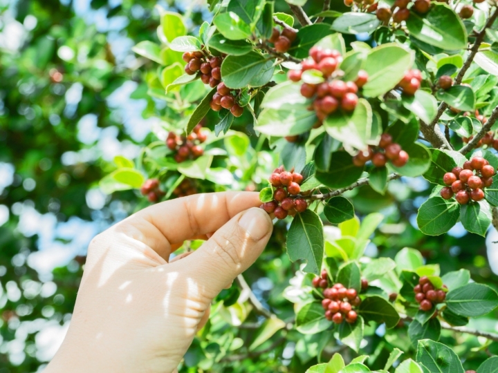 Insumos biológicos favorecem a qualidade do café 