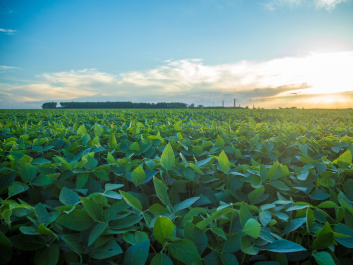Valor da Produção Agropecuária previsto para 2023 tem o melhor resultado em 34 anos