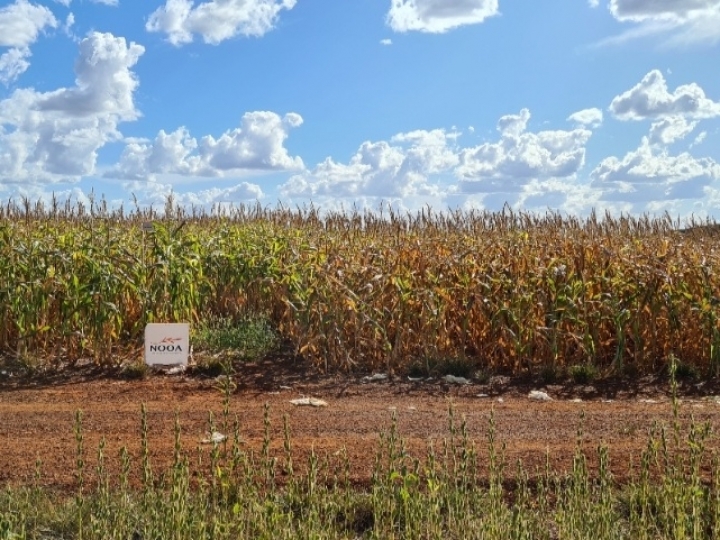 Cresce demanda por insumos biológicos