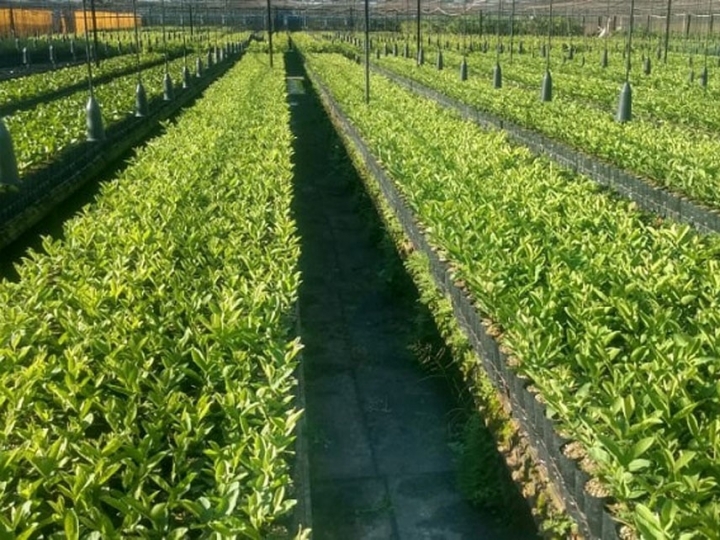 Pesquisa desenvolve o primeiro porta-enxerto de goiabeira resistente ao nematoide-das-galhas