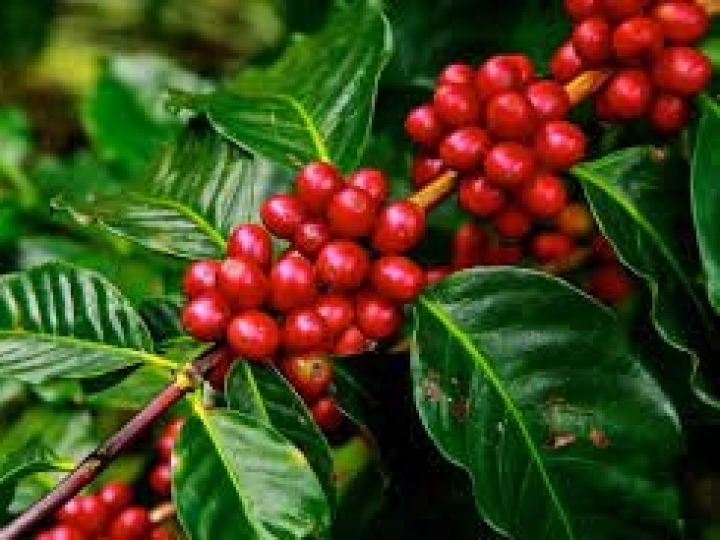 Chuvas de fevereiro mantiveram condições favoráveis ao desenvolvimento dos frutos do café 