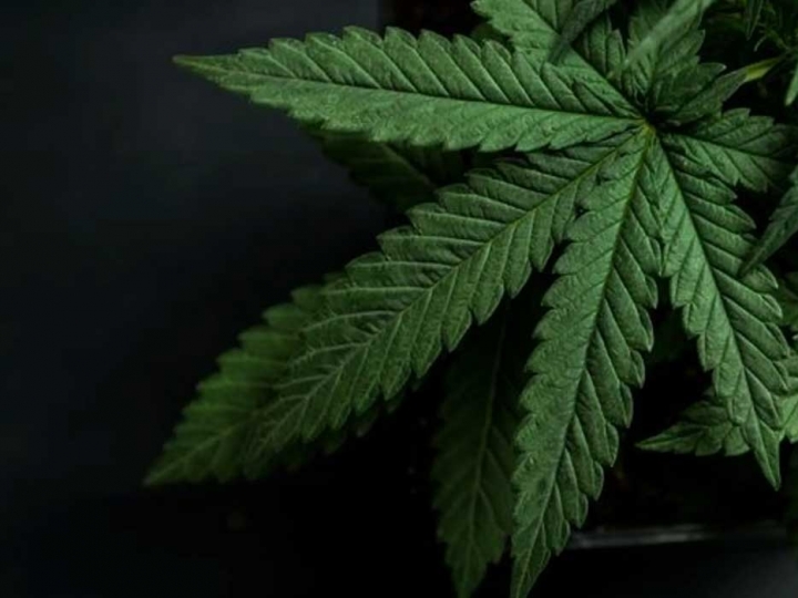 Quantos produtos podem ser feitos a partir da cannabis?