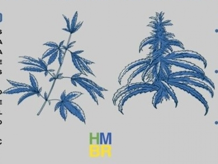 Câmaras Setoriais e Temáticas da Agricultura podem intensificar retomada de pesquisa e desenvolvimento da cadeia produtiva do cânhamo no Estado