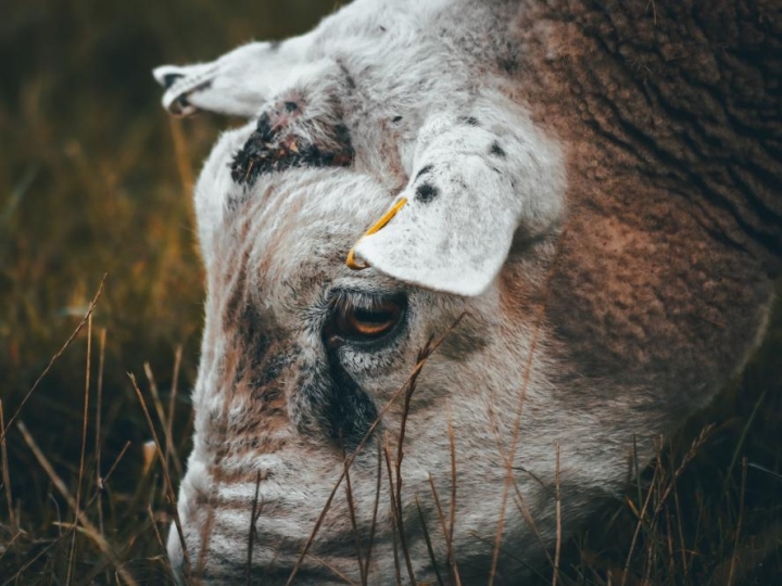 IB esclarece dúvidas sobre o mal da vaca louca 