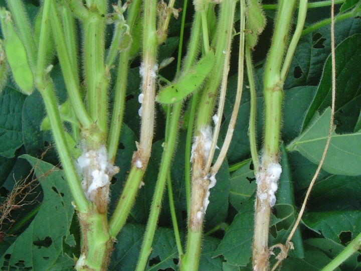 Cepas brasileiras de fungos mostram potencial para controlar o mofo-branco