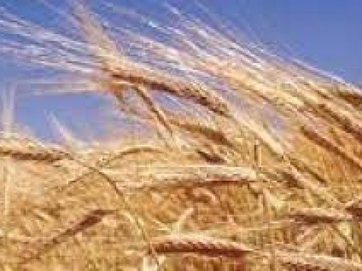 Cultivo e utilização de Trigo Geneticamente Modificado (HB4) pelo Brasil