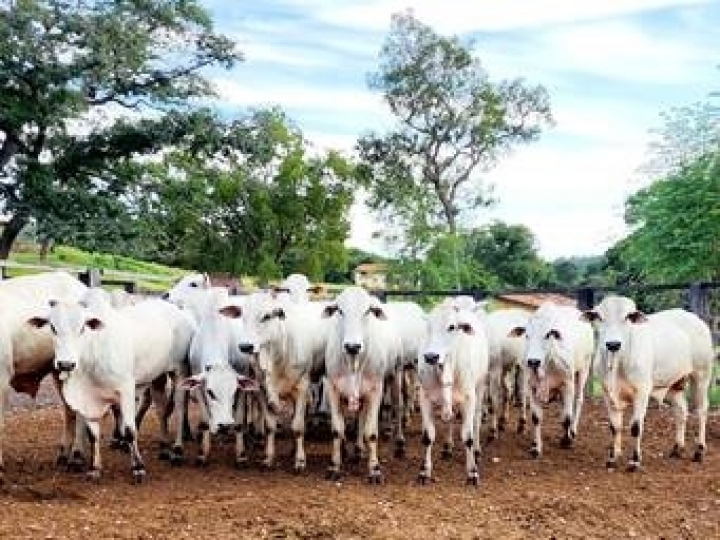 Reprodutores e novilhas Nelore de grande qualidade genética foram selecionados para oferta no 2° Leilão Nelore JMAJ & Convidados