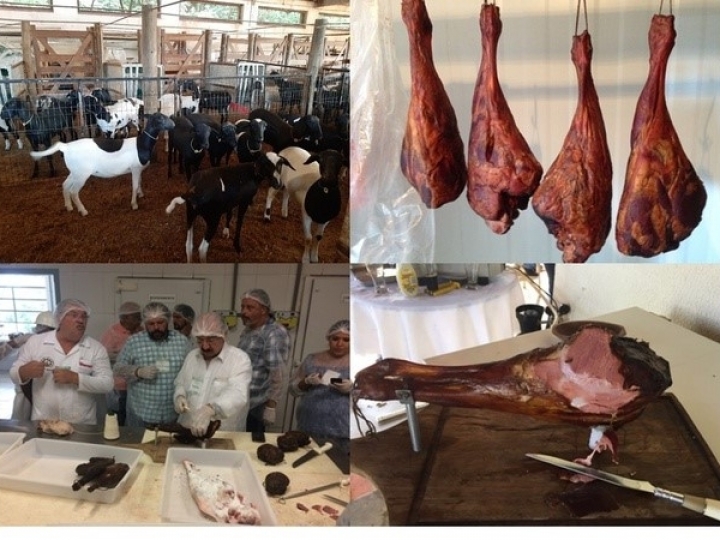 Curso no IZ aborda aspectos tecnológicos, processamento e comercialização da carne de ovinos