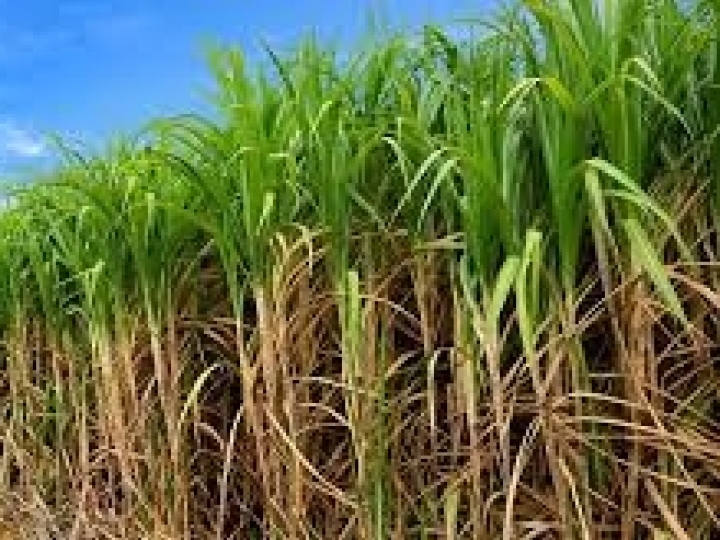 Chuvas, uma hora elas irão parar e como ficará o canavial? 