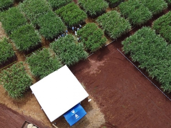 Biotecnologia e sustentabilidade são foco de Dia de Campo promovido pela ADAMA com o Centro de Tecnologia Canavieira para produtores de cana e usinas