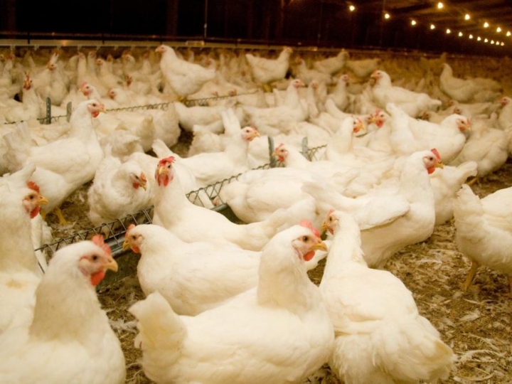 Importante alerta sanitário sobre os riscos para os plantéis avícolas do estado de São Paulo 