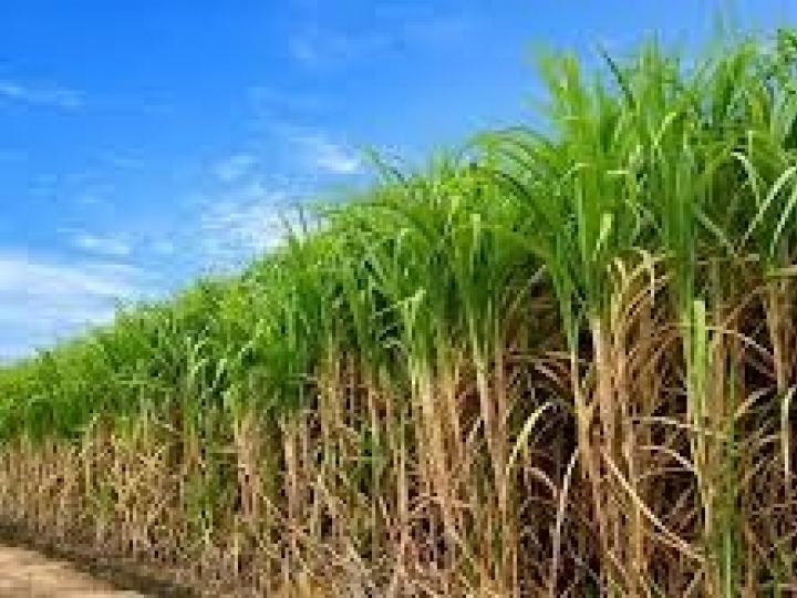 Moagem na região Centro-Sul alcança 543,89 milhões de toneladas na 1ª quinzena de março  