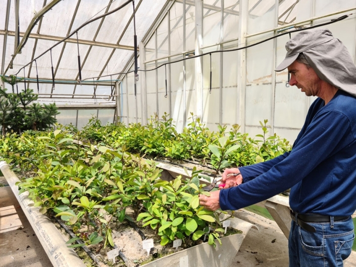 Novo sistema de cultivo de erva-mate pode produzir até 10 vezes mais que o tradicional