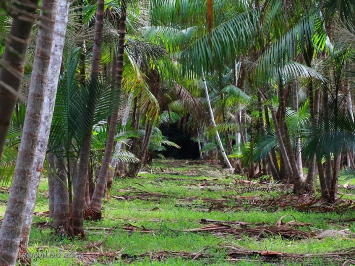 Área plantada com açaizeiros de terra firme gerada pela pesquisa cresce 675% no Brasil