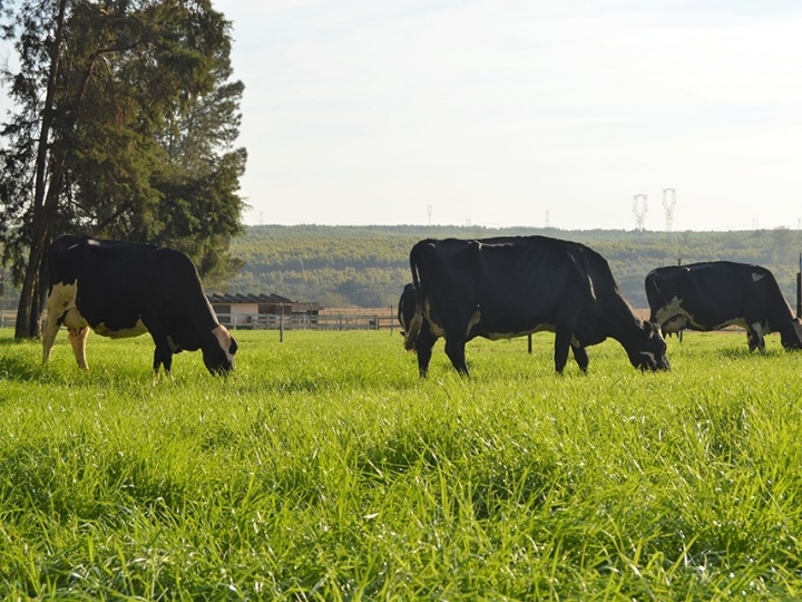 Estudo comprova que pecuária de leite no Brasil gera baixa emissão de carbono