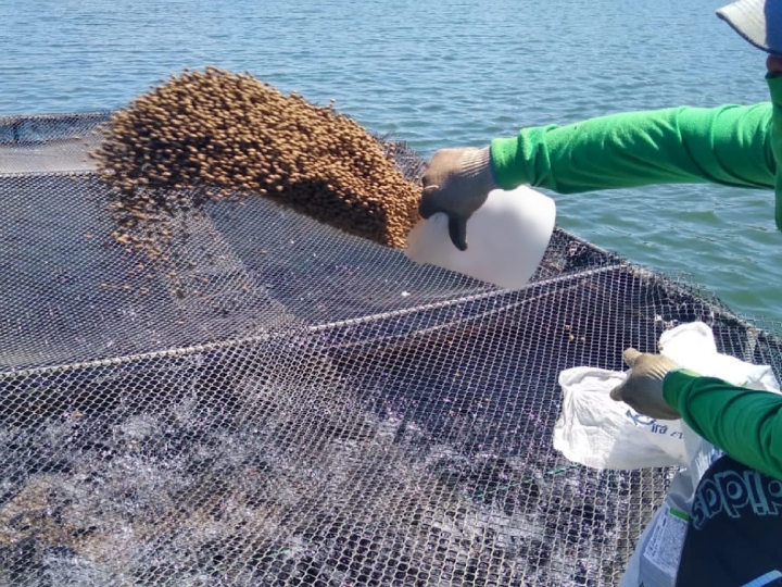 Tilápia: nutrição correta em cada fase do cultivo potencializa resultados