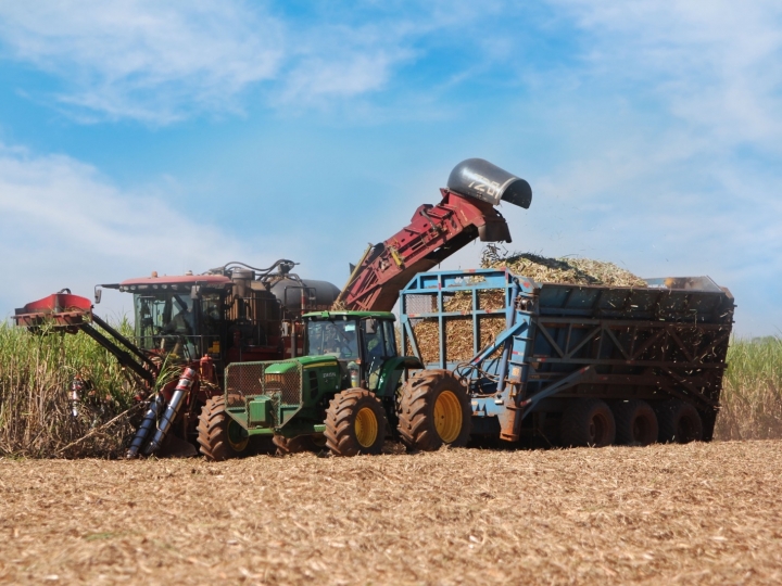 COFCO International projeta aumento para a safra da cana-de-açúcar em 2023