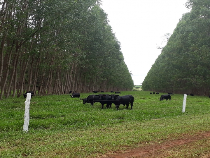 Integração Lavoura Pecuária Floresta (ILPF) e uso de biológicos permitem acesso a mercado de créditos de carbono