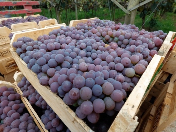 Depois de 14 anos, uva niagara de Jundiahy recebe reconhecimento como Indicação Geográfica