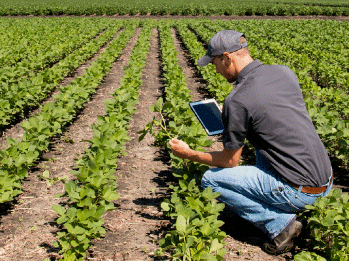 Cerca de  41% dos produtores rurais usam o digital para fazer aquisição de insumos e máquinas