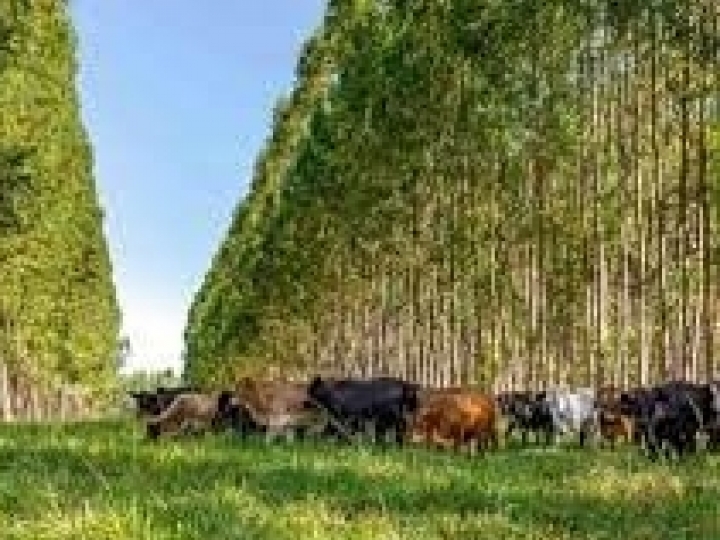 Pecuária sustentável no Cerrado passa pelo uso de tecnologia e integração da cadeia de produção