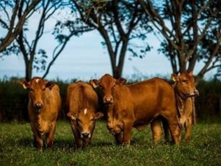 Índice Montana é aprimorado para fortalecer seleção de precocidade sexual
