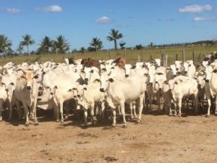 Genética e correto protocolo sanitário de bezerros podem garantir até duas arrobas de diferença na desmama