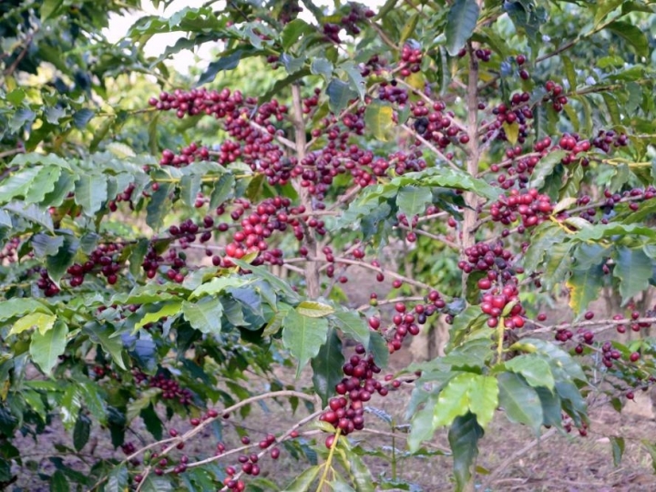 Ministério da Agricultura aprova o uso de fitossanitário desenvolvido pelo IB 