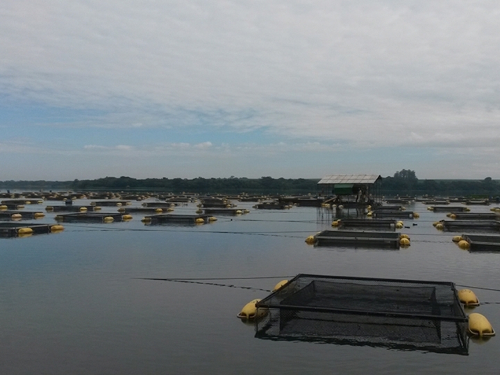Pela primeira vez, emissões de metano por tilápias são medidas em condições tropicais