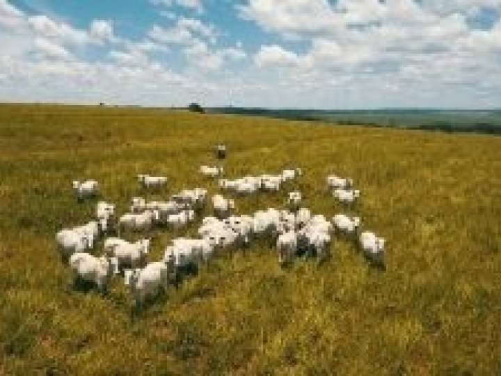 Fase de transição das águas para a seca exige atenção com a suplementação para o pecuarista evitar prejuízos