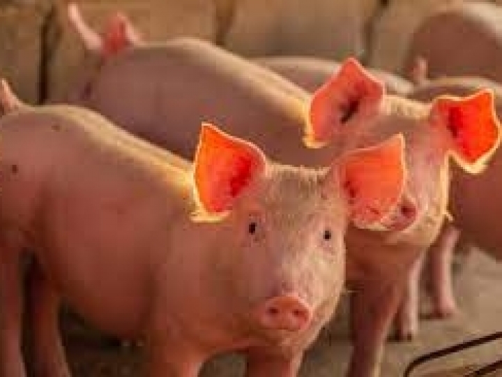 Circovírus suíno: estudo da Zoetis atesta prevalência dos genótipos B e D nas granjas brasileiras 