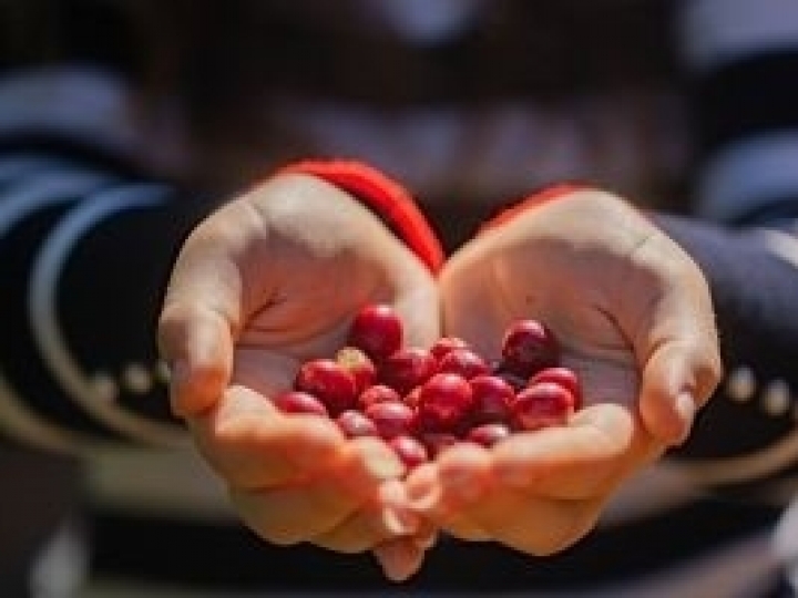 Fertilizante biotecnológico torna cafezal mais saudável e produtivo