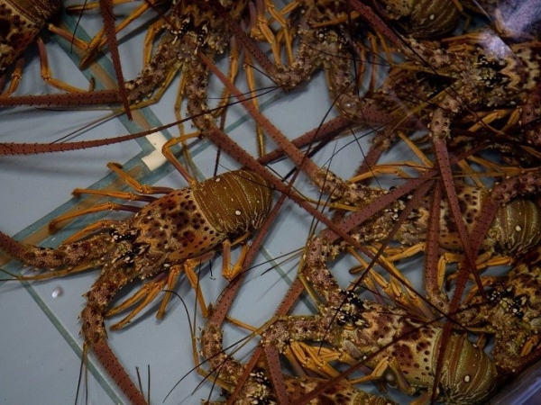 Foto: Christian Braga/OceanaPar