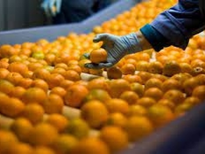 Estoques de suco de laranja permanecem em baixa