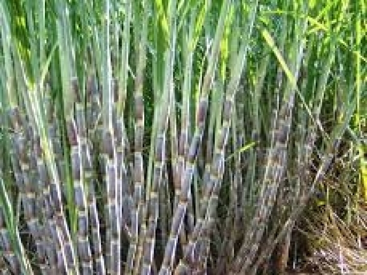 CTC registra lucro de R$ 91,4 milhões na Safra 22/23 