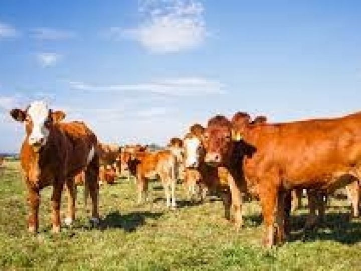 Relatório da Oxford Analytica destaca impacto da vacinação de bovinos 