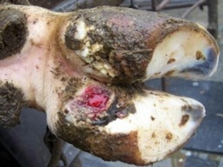 Doença de casco é a terceira doença mais onerosa do gado leiteiro no mundo