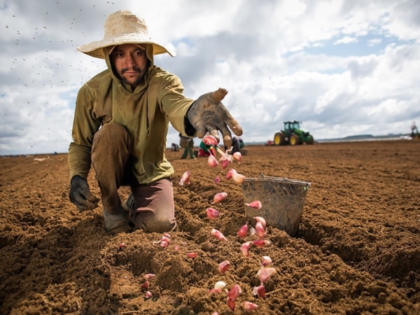 Livre de vírus, alho semente permitiu crescimento da produção e tranquilidade ao produtor. Foto: Wenderson Araújo/CNA