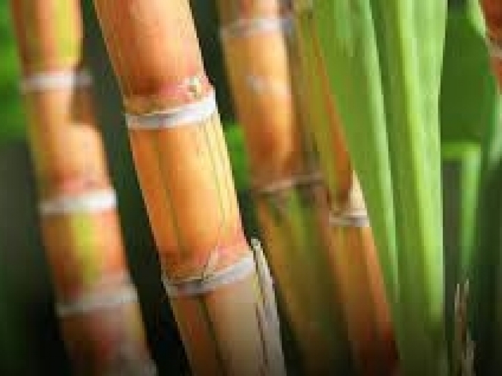 Safra de cana no Centro-Sul começa com chuvas acima da média no e alta produtividade