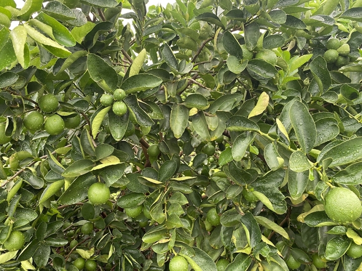 Pesquisa desenvolve limão Tahiti com produtividade superior