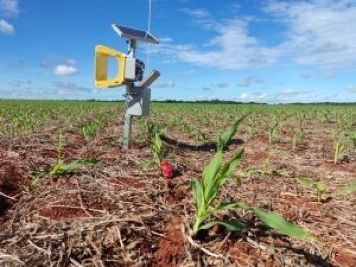 Detecção automatizada de pragas é a nova aliada no controle preventivo da cigarrinha do milho
