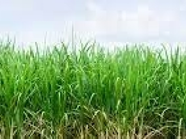 Manejo adequado permite controle da broca da cana e maior produtividade da cultura 