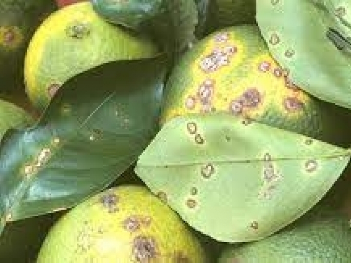 Produtores têm até 15 de julho para entregar relatório Cancro/HLB 