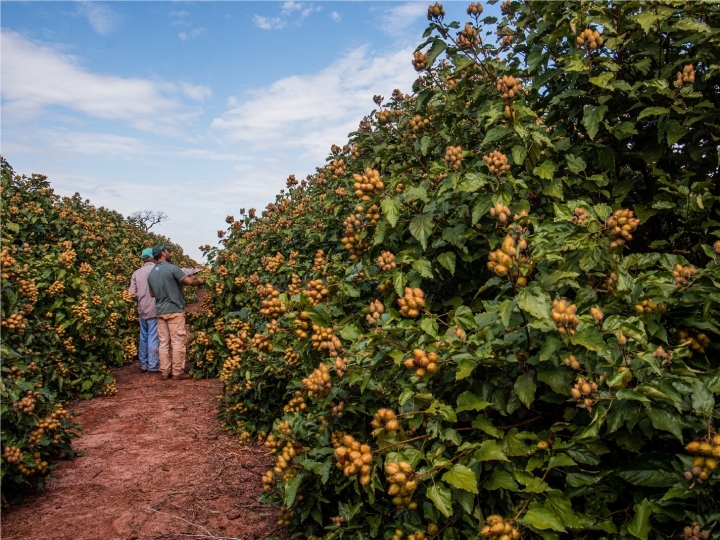 Produtores de urucum no noroeste do Paraná projetam safra recorde e buscam IG