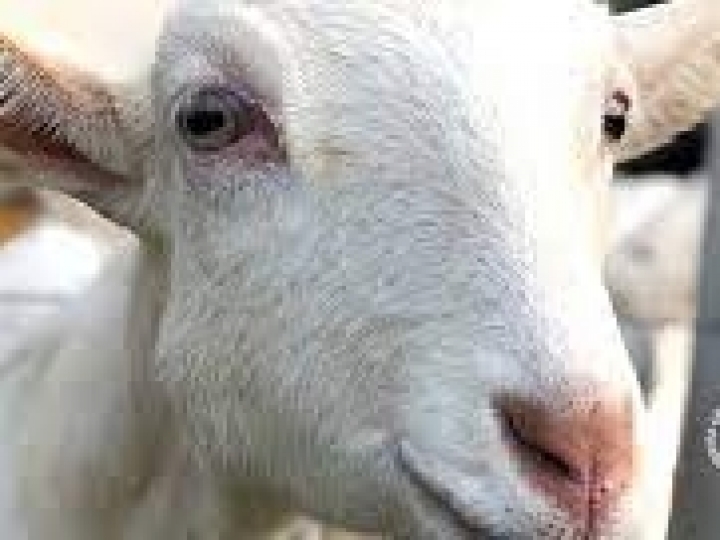 Primeira granja leiteira de cabras no Brasil revela suas práticas autossustentáveis