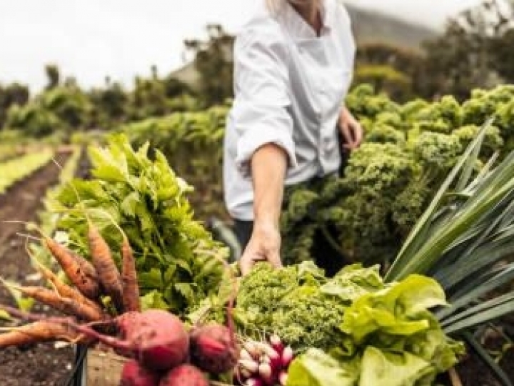 Previsão de Safra: IEA divulga resultado do segundo levantamento