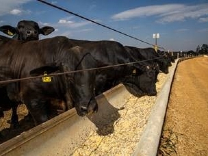 Combater com eficiência as Doenças Respiratórias Bovinas (DRB) é essencial para obter lucratividade no confinamento