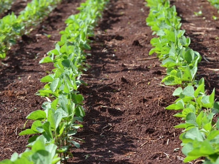 Microrganismos combinados podem elevar em 16% a produtividade da soja